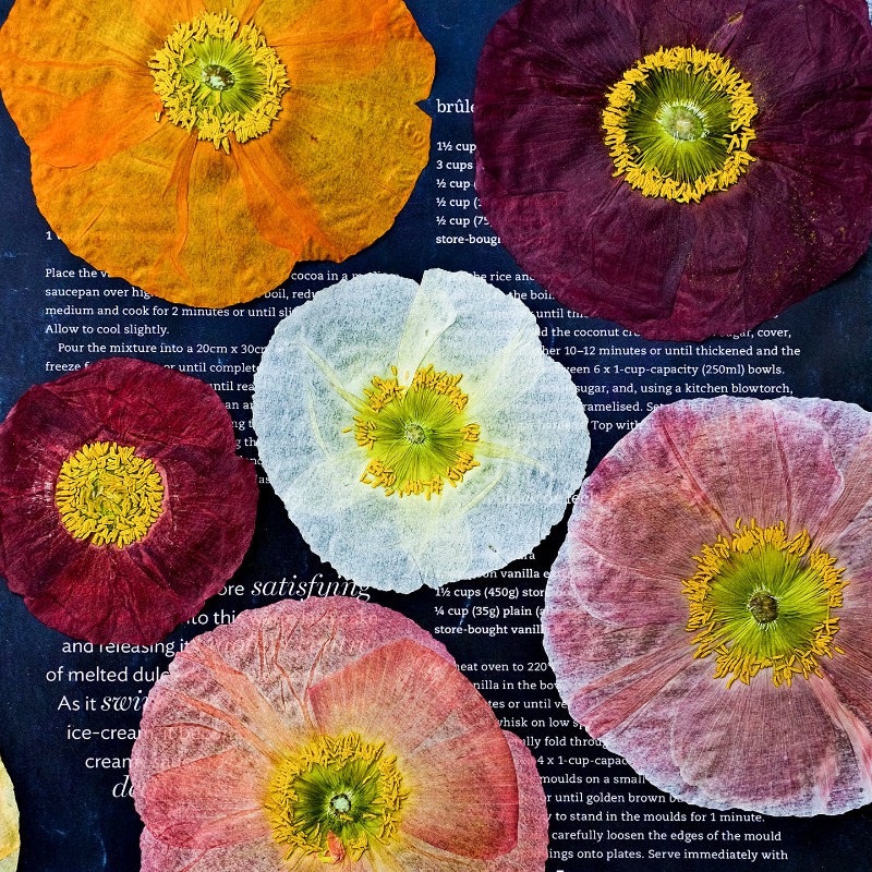 1pcs,Nature Field Poppy Presse – обзор и цена Art And Craft Photos
