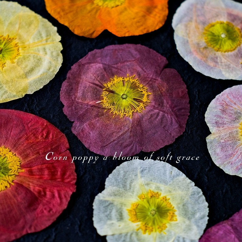 1pcs,Nature Field Poppy Presse – обзор и цена Art And Craft Photos
