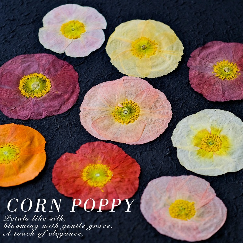 1pcs,Nature Field Poppy Presse – обзор и цена Art And Craft Photos