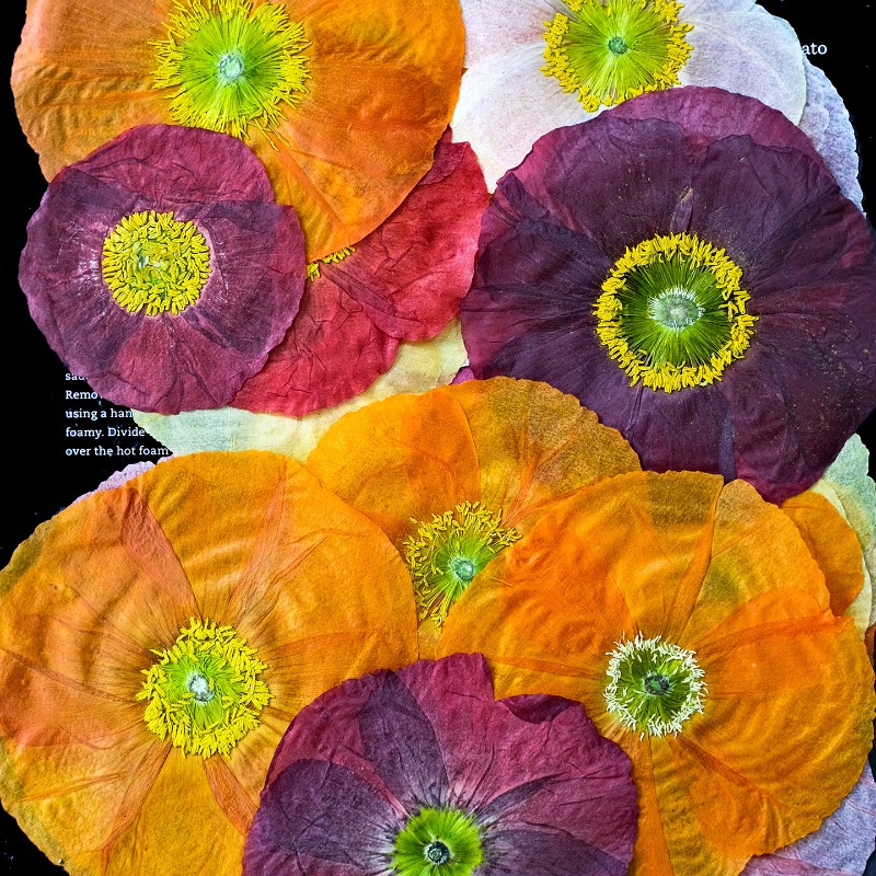 1pcs,Nature Field Poppy Presse – обзор и цена Art And Craft Photos