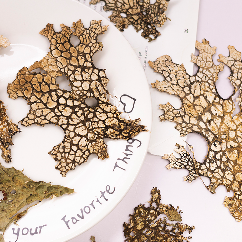 4pcs,Rare Bark Natural Pressed – обзор и цена Art And Craft Photos