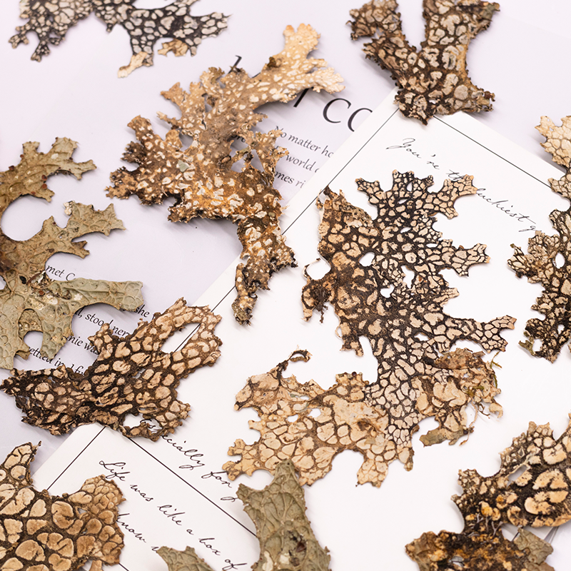 4pcs,Rare Bark Natural Pressed – обзор и цена Art And Craft Photos